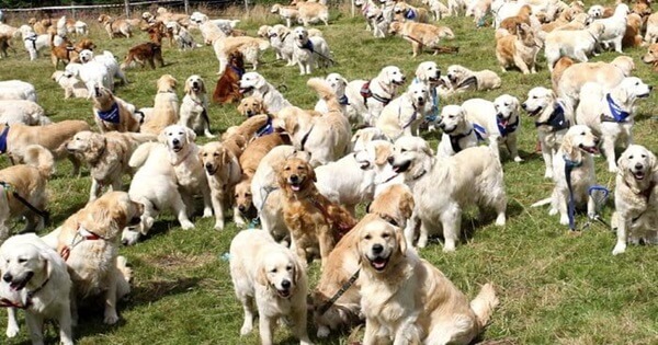 Golden Retrievers: From Puppyhood to Adulthood - A Comprehensive Guide