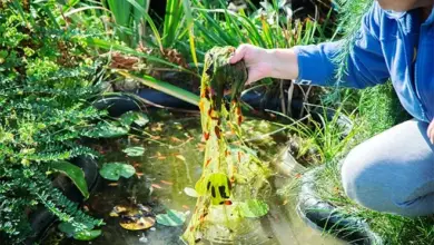 Choosing the Right Algae Control Products for Your Pond: Factors to Consider