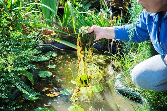 Choosing the Right Algae Control Products for Your Pond: Factors to Consider